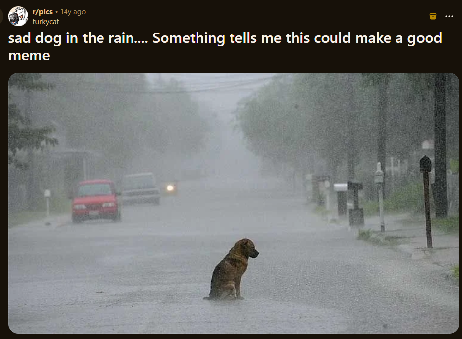 Reddit post by turkycat: sad dog in the rain... Something tells me this could make a good meme